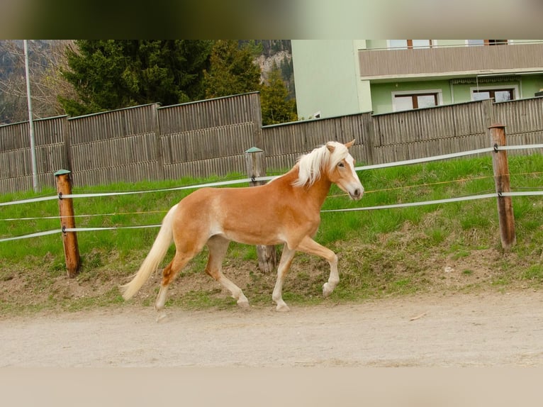 Haflinger Yegua 3 años 151 cm Alazán in Saalfelden