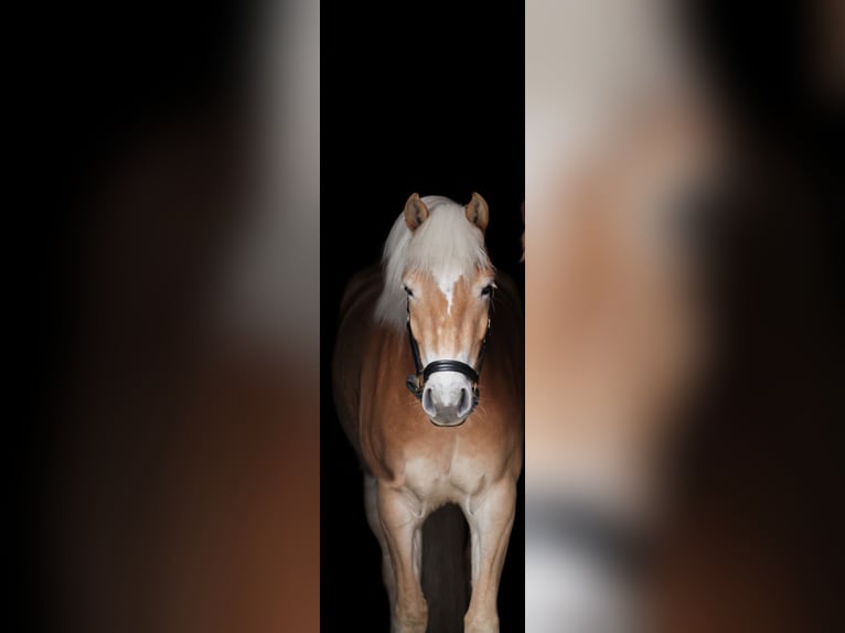 Haflinger Yegua 3 años 152 cm Alazán in Harkema