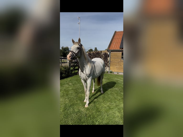 Haflinger Yegua 3 años 152 cm Alazán in Harkema