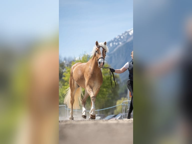Haflinger Yegua 3 años 152 cm  in Sölden