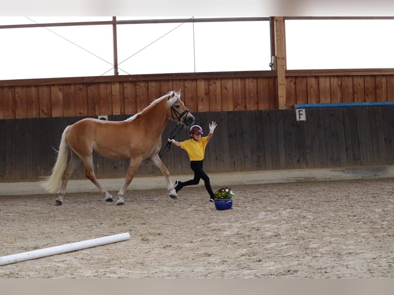 Haflinger Yegua 3 años 153 cm Alazán in Meinersen