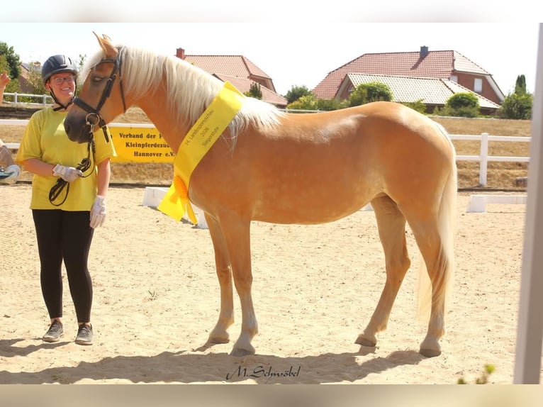 Haflinger Yegua 3 años 153 cm Alazán in Meinersen