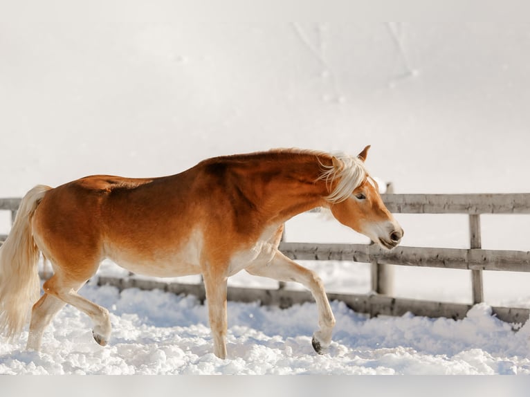 Haflinger Yegua 3 años 153 cm Alazán in Nauders