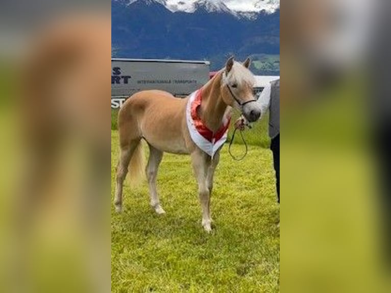 Haflinger Yegua 3 años 153 cm Alazán in Nauders