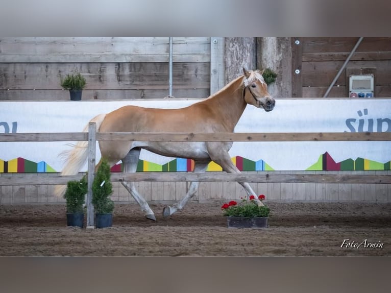 Haflinger Yegua 3 años 153 cm Alazán in Nauders