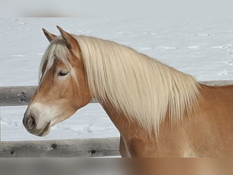 Haflinger Yegua 3 años 153 cm Alazán in Nauders