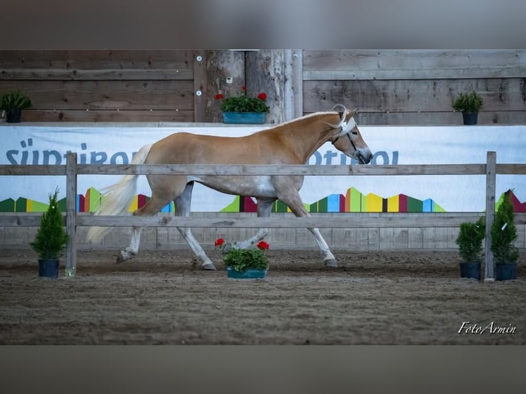 Haflinger Yegua 3 años 153 cm Alazán in Nauders