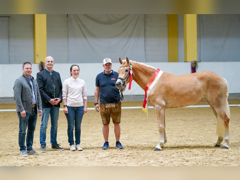 Haflinger Yegua 3 años 153 cm  in Scharnstein
