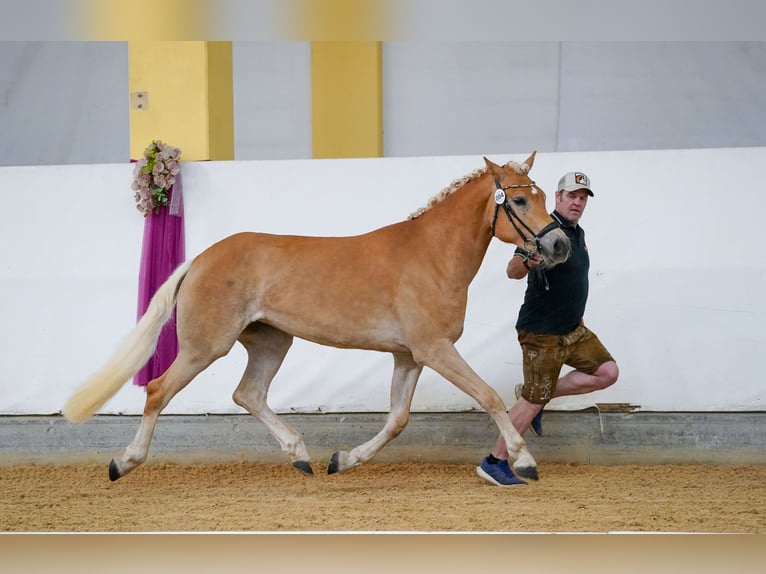 Haflinger Yegua 3 años 153 cm  in Scharnstein