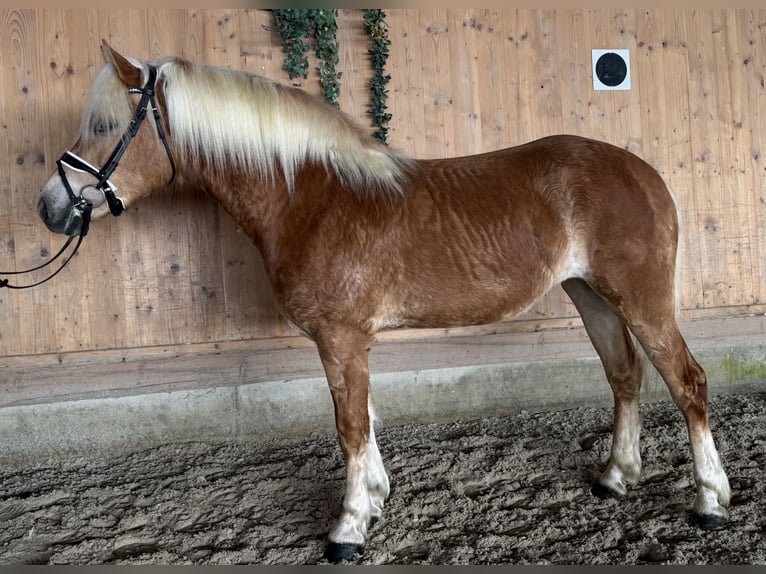 Haflinger Yegua 3 años 154 cm Alazán in Riedlingen