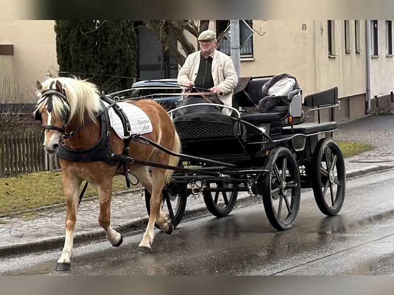 Haflinger Yegua 3 años 154 cm Alazán in Riedlingen