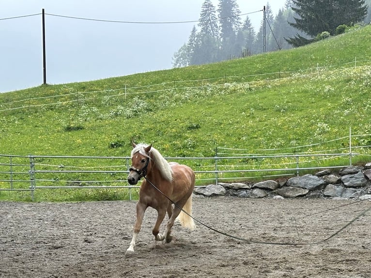 Haflinger Yegua 3 años in Innsbruck