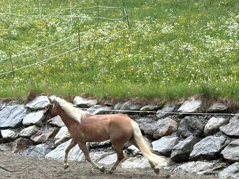 Haflinger Yegua 3 años in Innsbruck