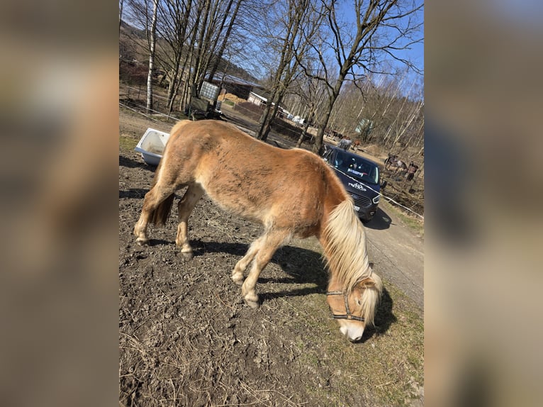 Haflinger Yegua 3 años in Thalheim / Erzgebirge