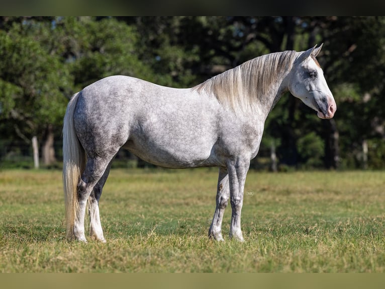 Haflinger Mestizo Yegua 4 años 142 cm Tordo in Cuero