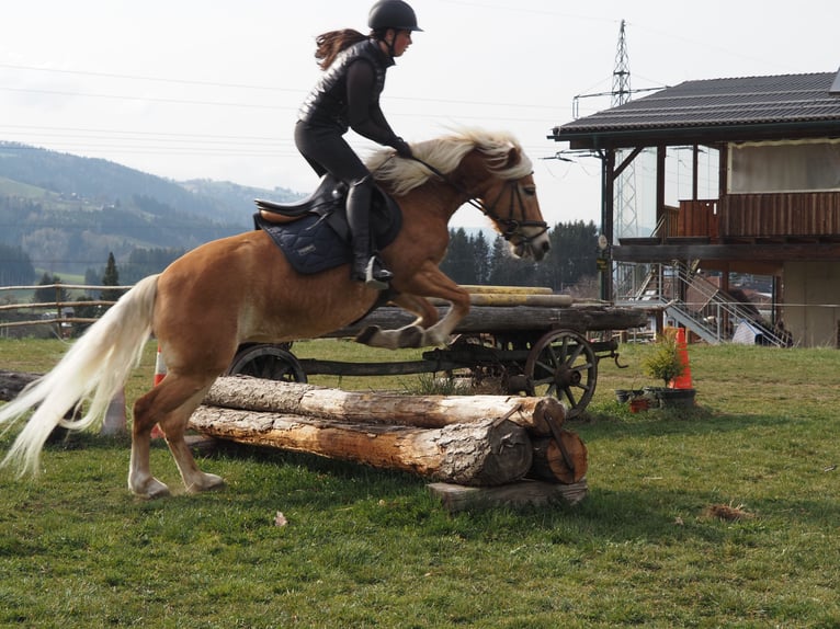 Haflinger Yegua 4 años 145 cm Alazán in Bad St. Leonhard