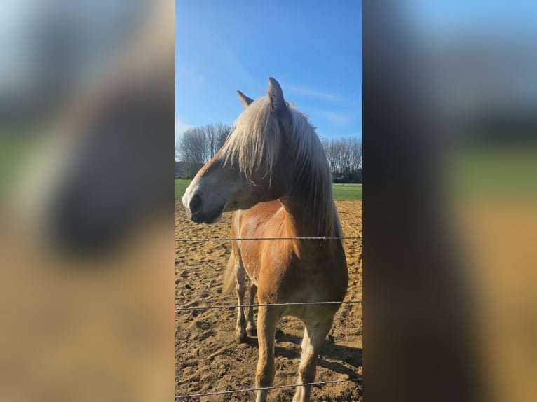 Haflinger Yegua 4 años 145 cm Alazán in Stadtlohn