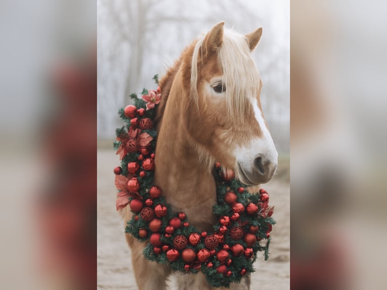 Haflinger Yegua 4 años 145 cm Alazán in Sirksfelde