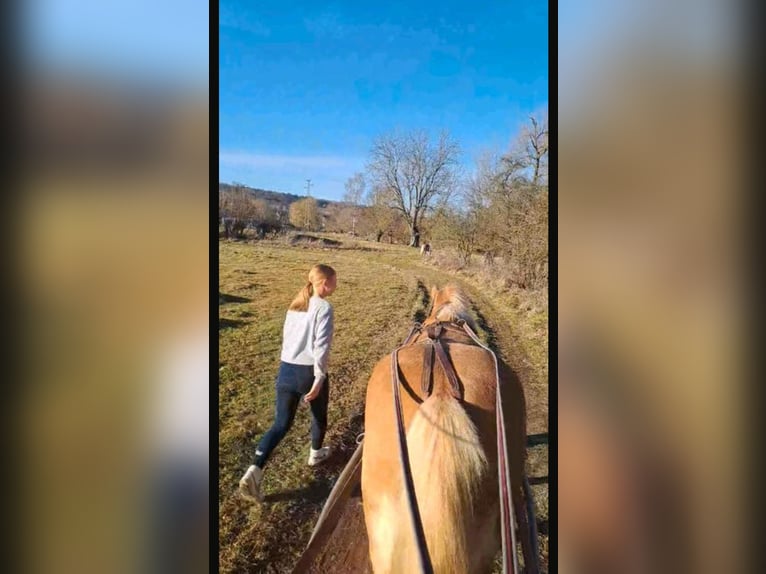 Haflinger Yegua 4 años 145 cm in Cr&#xF6;lpa-L&#xF6;bsch&#xFC;tz