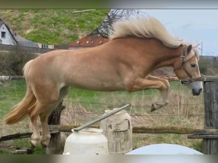 Haflinger Yegua 4 años 145 cm in Cr&#xF6;lpa-L&#xF6;bsch&#xFC;tz