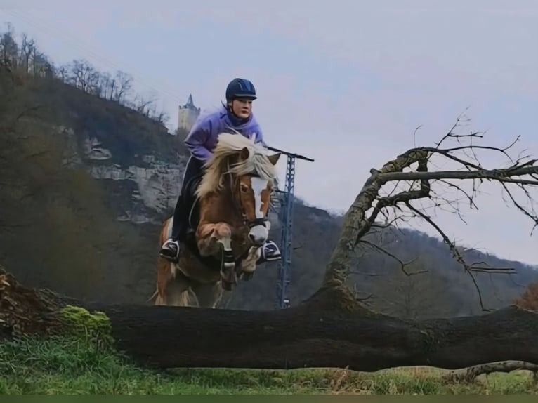 Haflinger Yegua 4 años 145 cm in Cr&#xF6;lpa-L&#xF6;bsch&#xFC;tz