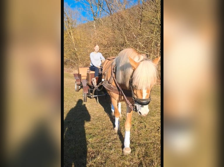 Haflinger Yegua 4 años 145 cm in Cr&#xF6;lpa-L&#xF6;bsch&#xFC;tz