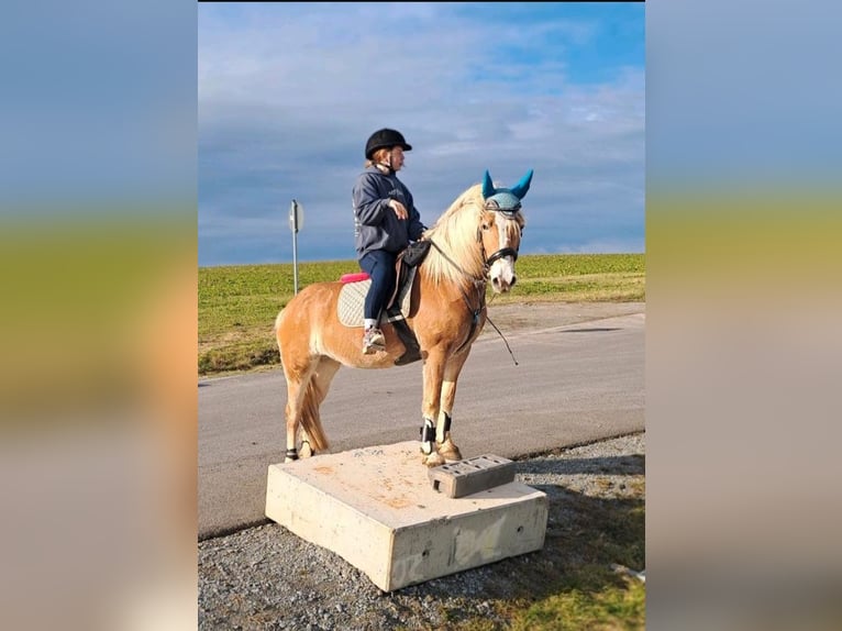 Haflinger Yegua 4 años 145 cm in Cr&#xF6;lpa-L&#xF6;bsch&#xFC;tz