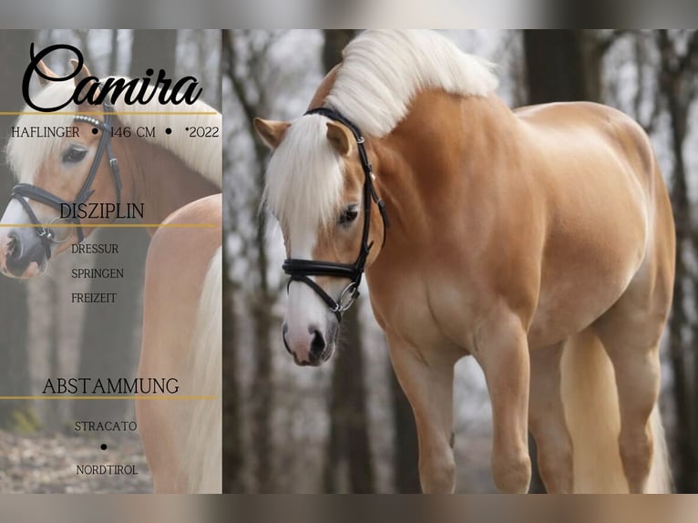 Haflinger Yegua 4 años 146 cm Alazán in Nettersheim