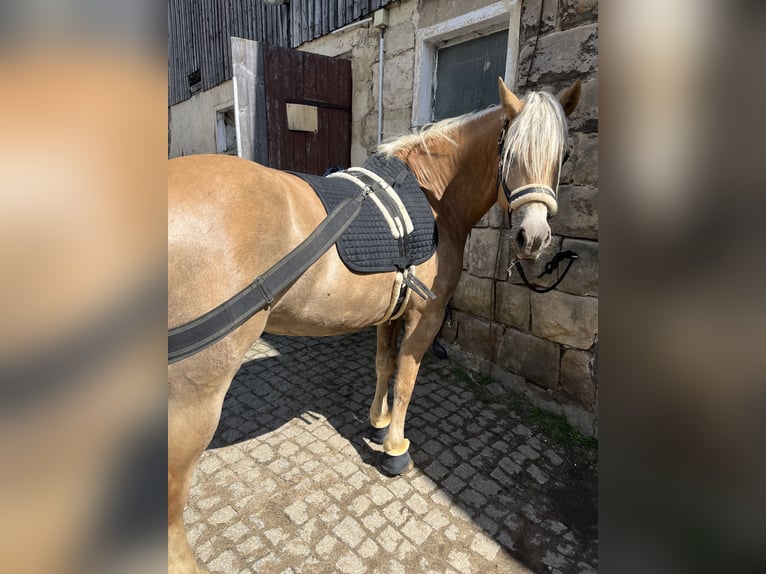 Haflinger Yegua 4 años 146 cm Alazán in Neustadt in Sachsen Oberottendorf