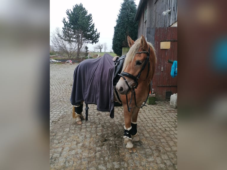 Haflinger Yegua 4 años 146 cm Alazán in Neustadt in Sachsen Oberottendorf