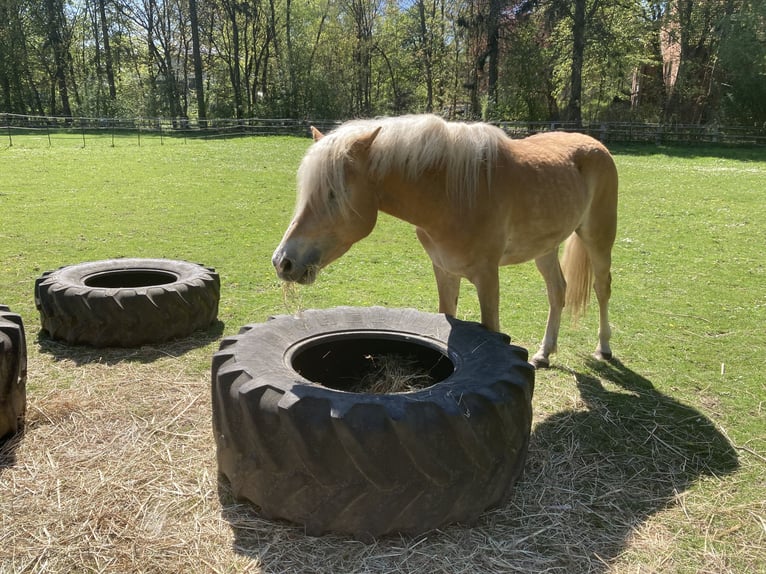 Haflinger Yegua 4 años 146 cm Alazán in Hamburg Rahlstedt