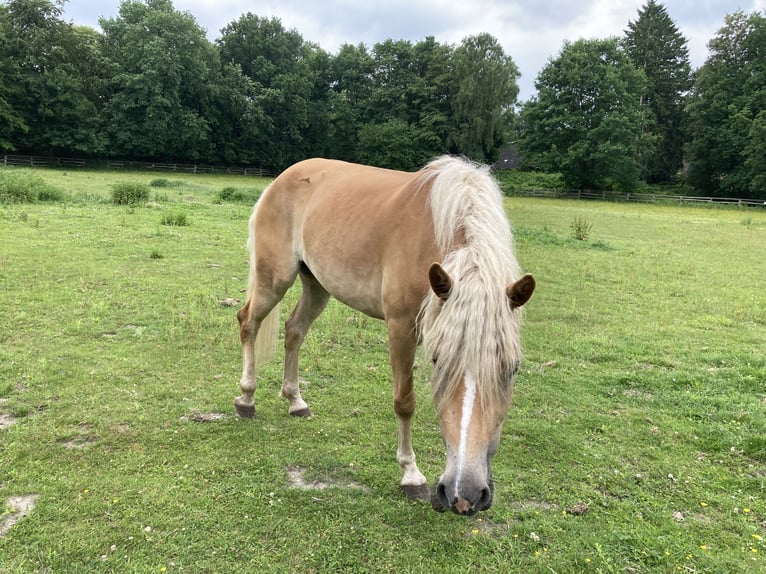 Haflinger Yegua 4 años 146 cm Alazán in Hamburg Rahlstedt