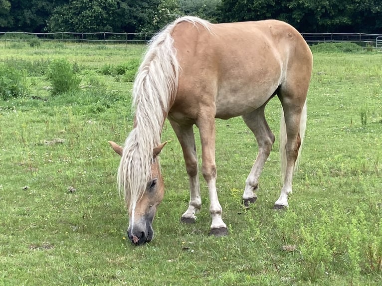 Haflinger Yegua 4 años 146 cm Alazán in Hamburg Rahlstedt