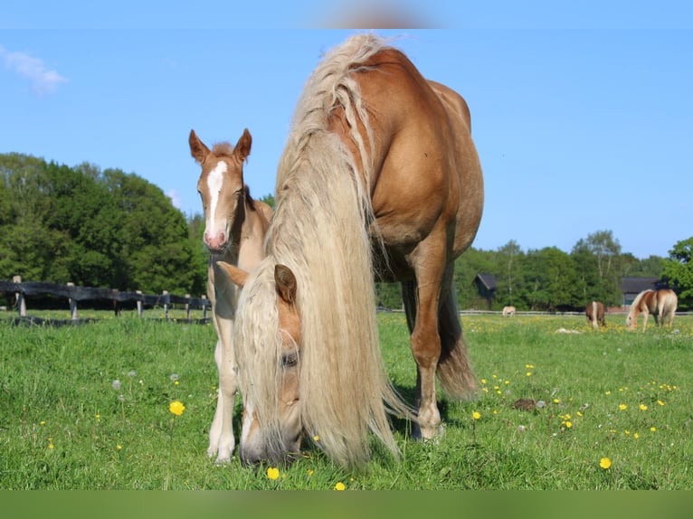 Haflinger Yegua 4 años 146 cm Alazán in Hamburg Rahlstedt