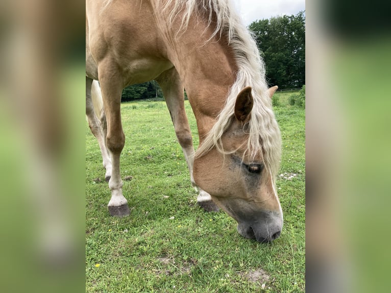 Haflinger Yegua 4 años 146 cm Alazán in Hamburg Rahlstedt