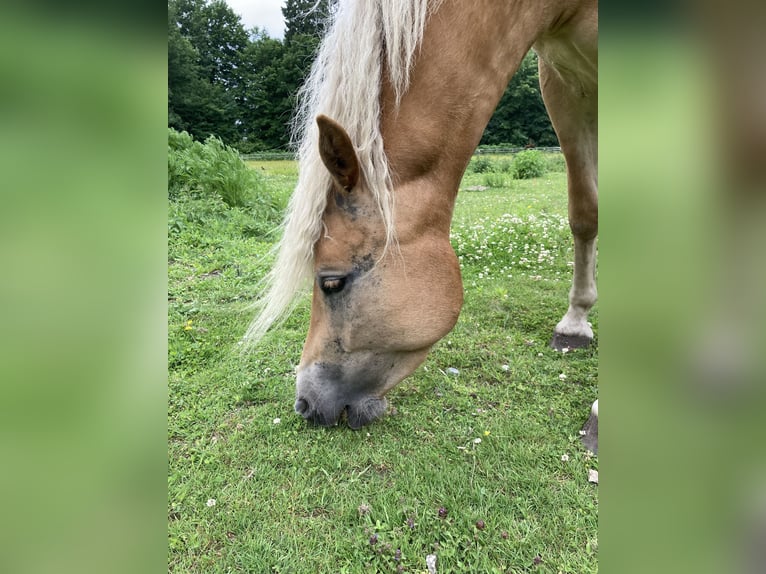 Haflinger Yegua 4 años 146 cm Alazán in Hamburg Rahlstedt