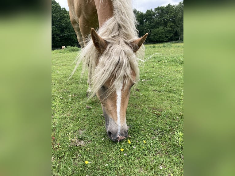 Haflinger Yegua 4 años 146 cm Alazán in Hamburg Rahlstedt