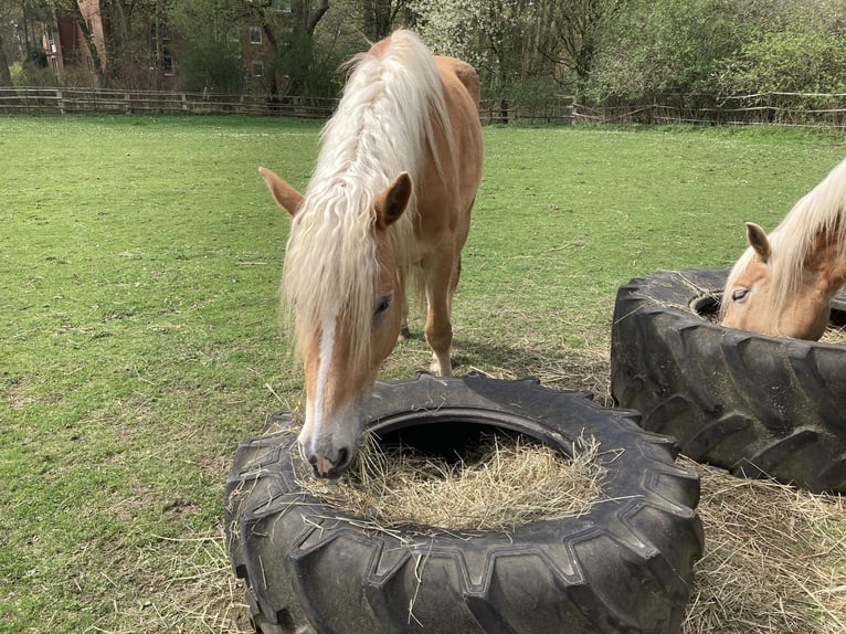 Haflinger Yegua 4 años 146 cm Alazán in Hamburg Rahlstedt