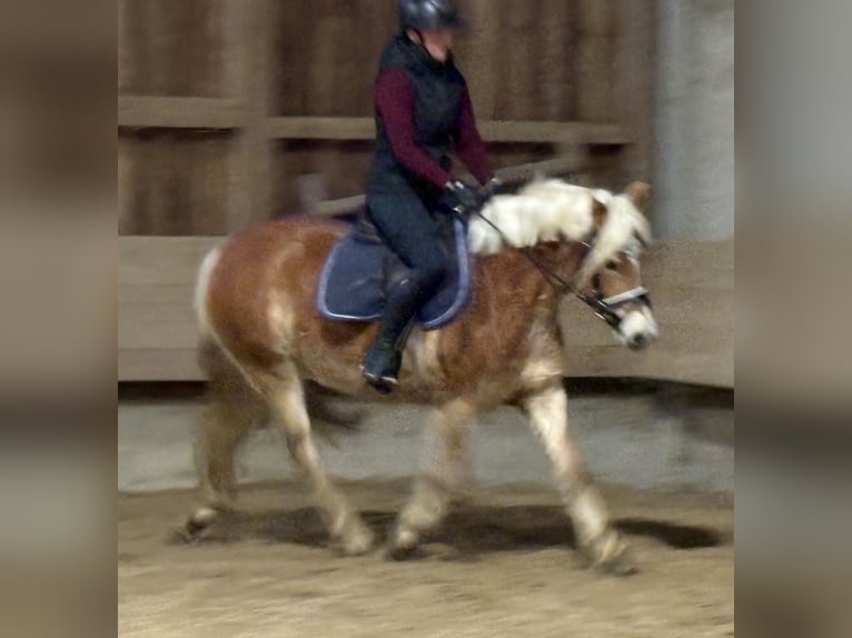 Haflinger Yegua 4 años 146 cm  in Hainsfarth
