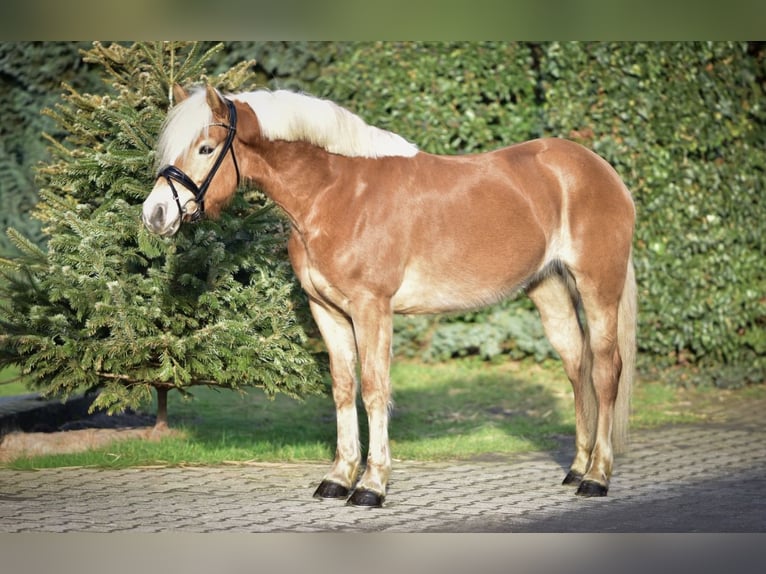 Haflinger Yegua 4 años 147 cm Alazán in Mülheim an der Ruhr