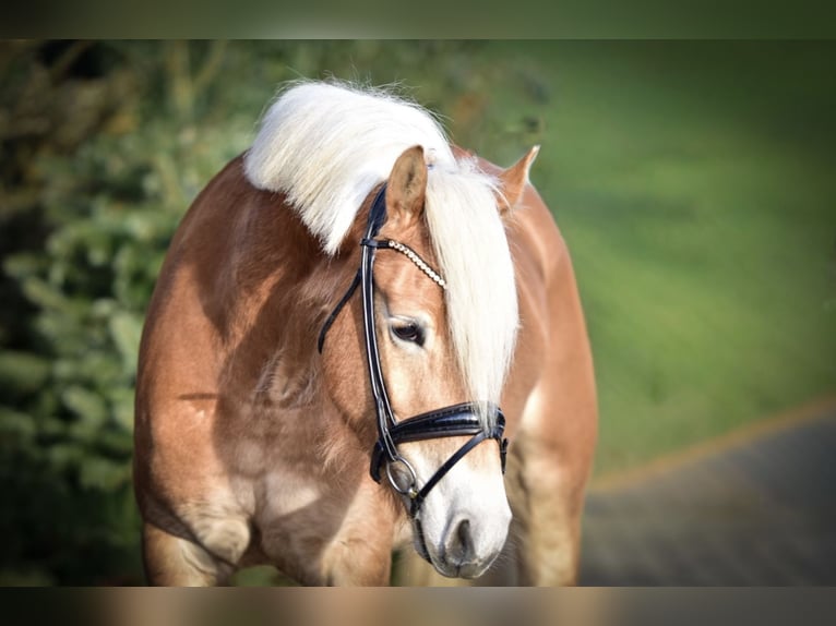 Haflinger Yegua 4 años 147 cm Alazán in Mülheim an der Ruhr