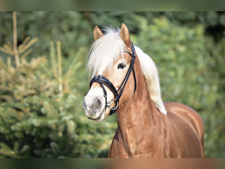 Haflinger Yegua 4 años 147 cm Alazán in Mülheim an der Ruhr