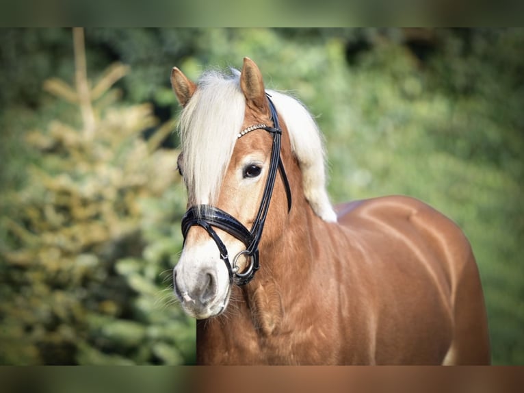 Haflinger Yegua 4 años 147 cm Alazán in Mülheim an der Ruhr