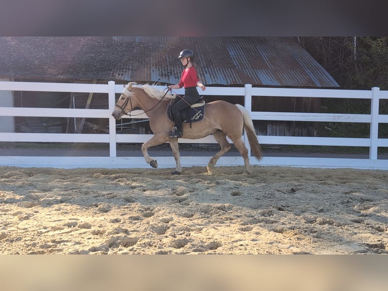 Haflinger Yegua 4 años 147 cm Castaño rojizo in Morsbach