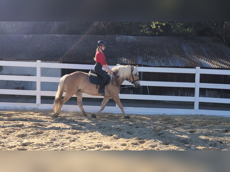 Haflinger Yegua 4 años 147 cm Castaño rojizo in Morsbach