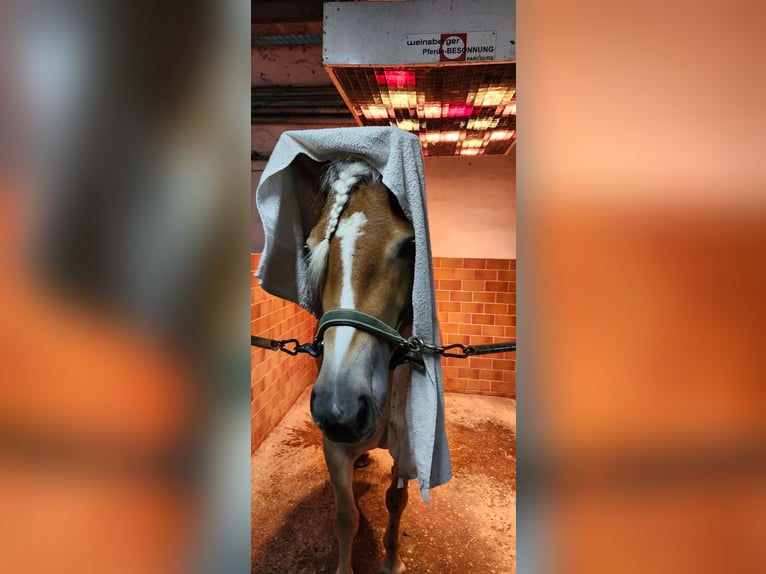 Haflinger Yegua 4 años 148 cm Alazán in Mettmann