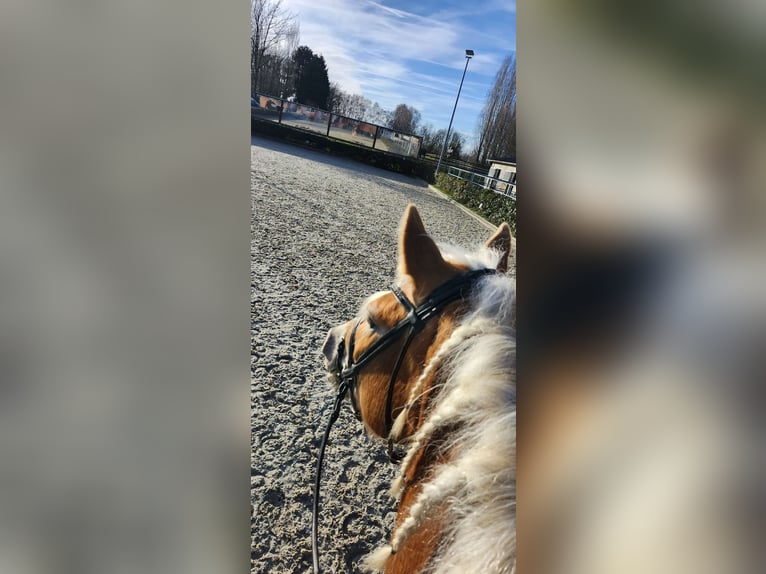 Haflinger Yegua 4 años 148 cm Alazán in Mettmann
