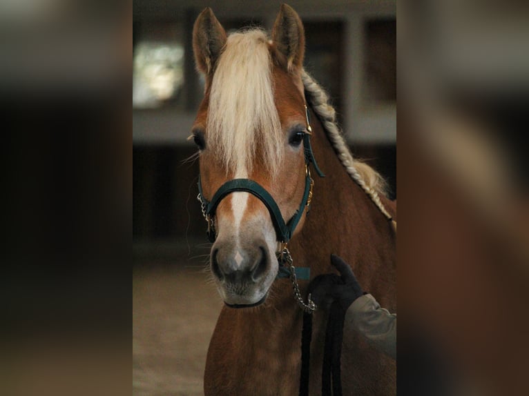 Haflinger Yegua 4 años 148 cm Alazán in Mettmann