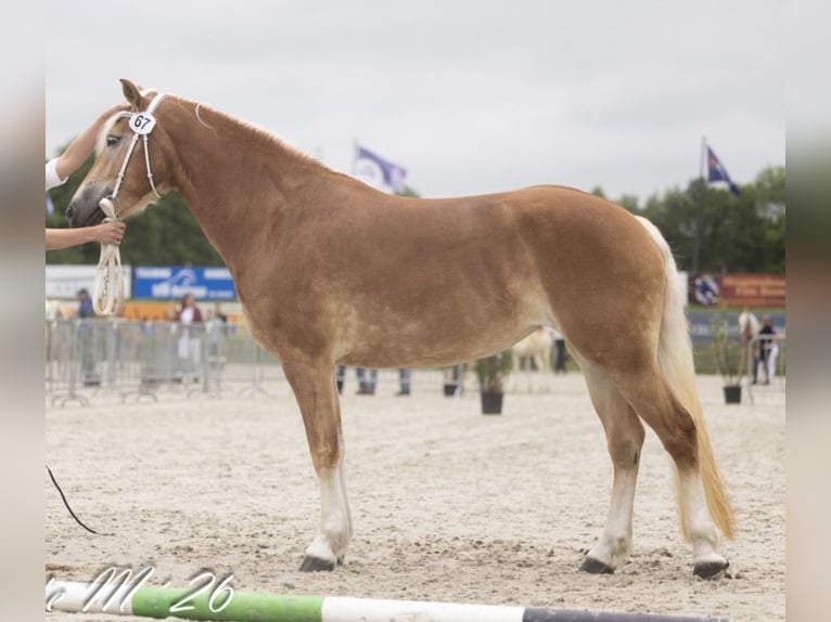 Haflinger Yegua 4 años 148 cm Alazán in Vrouwenparochie