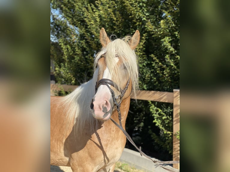 Haflinger Yegua 4 años 148 cm Alazán in Iggingen